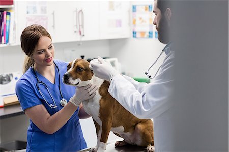 simsearch:6109-08537861,k - Vets examining dog Stock Photo - Premium Royalty-Free, Code: 6109-08537920