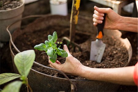 shovel (hand tool for digging) - Cropped image of female gardener planting at greenhouse Stock Photo - Premium Royalty-Free, Code: 6109-08690498