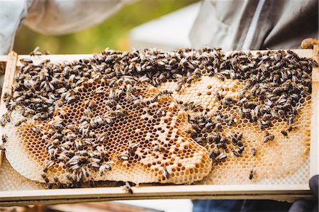 Beekeeper holding and examining beehive in the field Photographie de stock - Premium Libres de Droits, Code: 6109-08764343