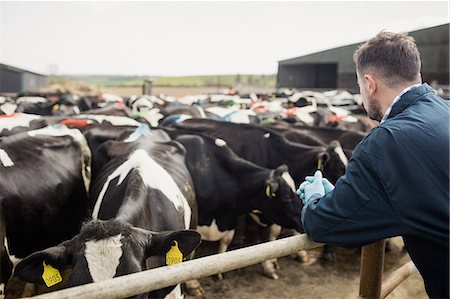 Rear view of farmer standing by fence against cows at barn Foto de stock - Sin royalties Premium, Código: 6109-08700363