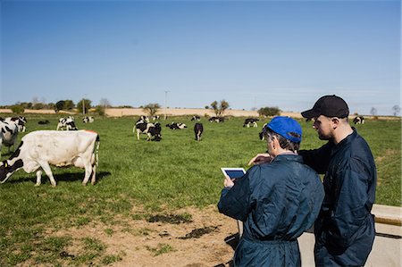 domestic cattle - Farm workers discussing over tablet computer on field Stock Photo - Premium Royalty-Free, Code: 6109-08700393