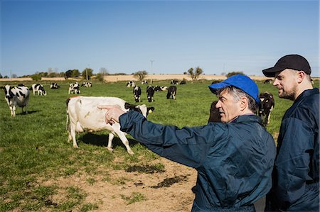 domestic cattle - Coworkers discussing on field against clear sky Stock Photo - Premium Royalty-Free, Code: 6109-08700394