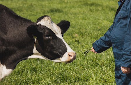 Midsection of farmer feeding grass to cow at field Stock Photo - Premium Royalty-Free, Code: 6109-08700399