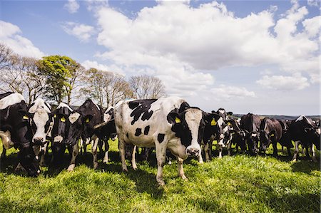 domestic cattle - Cows grazing on grassy field against cloudy sky Stock Photo - Premium Royalty-Free, Code: 6109-08700337