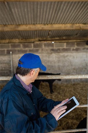 domestic cattle - Side view of farmer using digital tablet by fence at barn Stock Photo - Premium Royalty-Free, Code: 6109-08700411