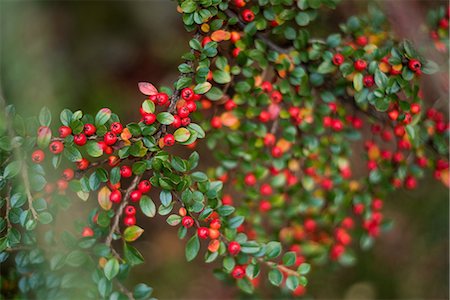 seasons for trees - Close-up of red cherry in the park Stock Photo - Premium Royalty-Free, Code: 6109-08944833