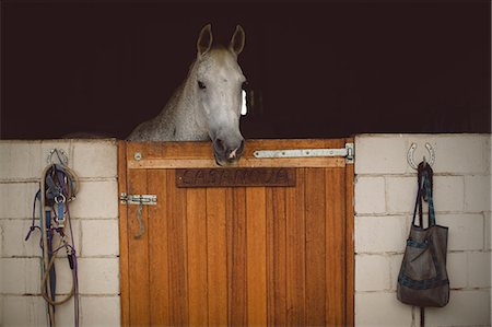 reins - Horse standing in stable at farm Stock Photo - Premium Royalty-Free, Code: 6109-08945438