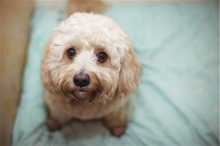 pet care - Close-up of toy poodle puppy Stock Photo - Premium Royalty-Free, Code: 6109-08952860