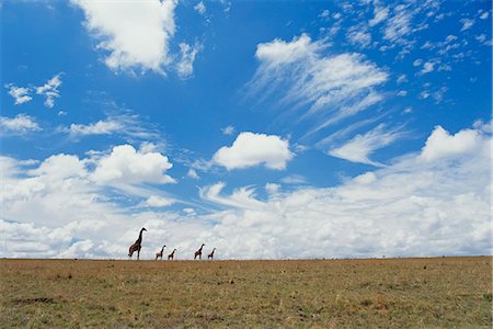 Herd of Giraffe, Free State, South Africa Stock Photo - Premium Royalty-Free, Code: 6110-08715141