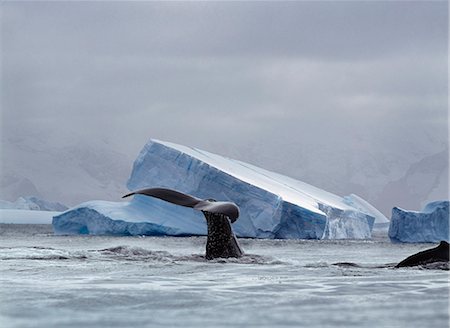 diving (diving within water) - Whale Surfacing, South Georgia Island, Antarctica Stock Photo - Premium Royalty-Free, Code: 6110-08715147