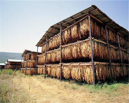 eastern transvaal - Tobacco Hanging to Dry Mpumalanga, South Africa Stock Photo - Premium Royalty-Free, Code: 6110-08715119