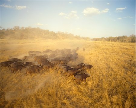 eastern transvaal - Buffalo Herd Kruger National Park Mpumalanga, South Africa Stock Photo - Premium Royalty-Free, Code: 6110-08715123