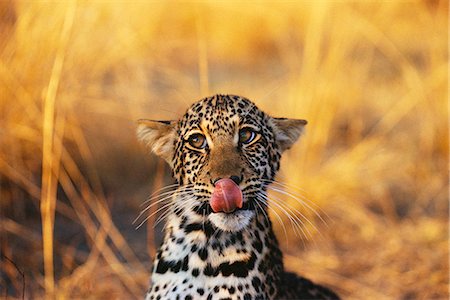 Portrait of Leopard Cub Sticking Out Tongue Foto de stock - Sin royalties Premium, Código: 6110-08715139