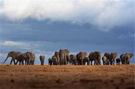 elephants - A herd of elephant walking in the Amboseli region, Kenya Stock Photo - Premium Royalty-Free, Code: 6110-09101603