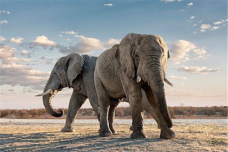 Two African elephants standing in the Madikwe Game Reserve Stock Photo - Premium Royalty-Free, Code: 6110-09101610