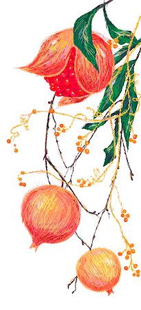 flower illustration - Pomegranate On Tree Stock Photo - Premium Royalty-Free, Code: 6111-06728640