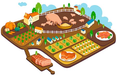 pig piglet - Hog Farm To Production Stock Photo - Premium Royalty-Free, Code: 6111-06729330