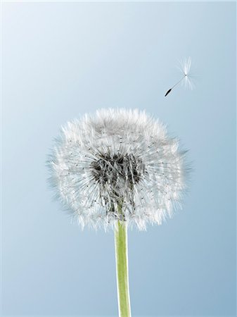 Close up of seed blowing from dandelion on blue background Photographie de stock - Premium Libres de Droits, Code: 6113-06498440
