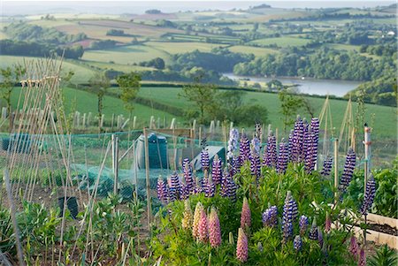 Flowers growing in rural garden overlooking countryside Stock Photo - Premium Royalty-Free, Code: 6113-06498590