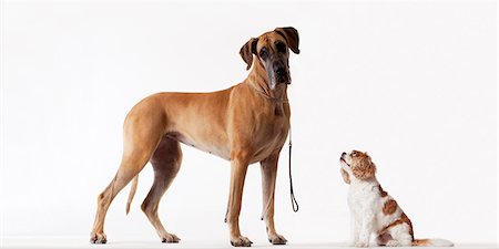 Small dog looking at bigger dog Photographie de stock - Premium Libres de Droits, Code: 6113-06626264