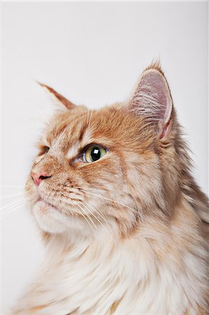 Close up of cat's face Stock Photo - Premium Royalty-Free, Code: 6113-06626284