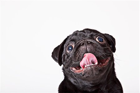 funny pose - Close up of dog's panting face Foto de stock - Sin royalties Premium, Código: 6113-06626234