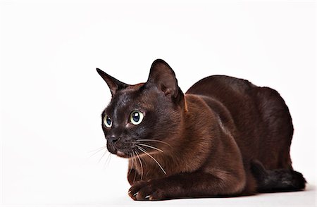 Cat looking at object in distance Stock Photo - Premium Royalty-Free, Code: 6113-06626238