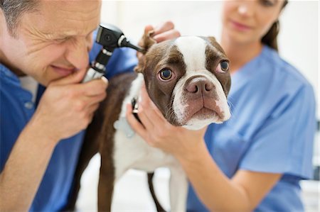 simsearch:6113-06626455,k - Veterinarians examining dog in vet's surgery Foto de stock - Sin royalties Premium, Código: 6113-06626448