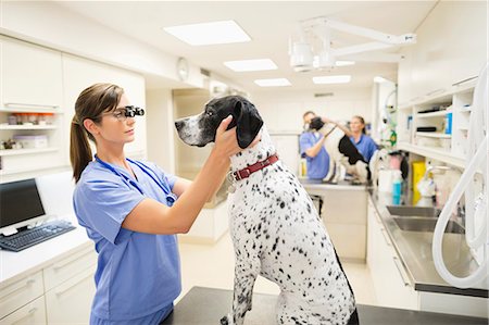 Veterinarian examining dog's ears in vet's surgery Stock Photo - Premium Royalty-Free, Code: 6113-06626457