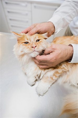 simsearch:6113-06626455,k - Veterinarian examining cat in vet's surgery Foto de stock - Sin royalties Premium, Código: 6113-06626489