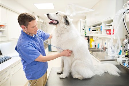 sit man dog - Veterinarian examining dog in vet's surgery Stock Photo - Premium Royalty-Free, Code: 6113-06626419