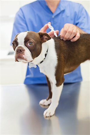 simsearch:6113-06626455,k - Veterinarian giving dog injection in vet's surgery Foto de stock - Sin royalties Premium, Código: 6113-06626438