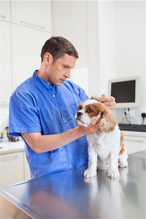 spaniel - Veterinarian examining dog in vet's surgery Stock Photo - Premium Royalty-Free, Code: 6113-06626502