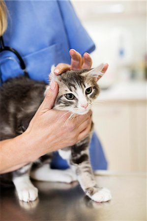 simsearch:6113-06626455,k - Veterinarian examining cat in vet's surgery Foto de stock - Sin royalties Premium, Código: 6113-06626505
