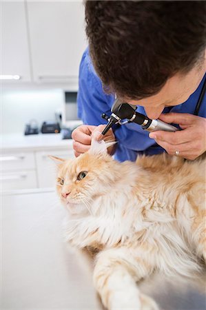 simsearch:6113-06626455,k - Veterinarian examining cat in vet's surgery Foto de stock - Sin royalties Premium, Código: 6113-06626510