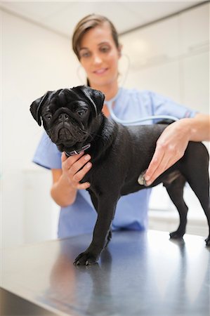 simsearch:6113-06626455,k - Veterinarian examining dog in vet's surgery Foto de stock - Sin royalties Premium, Código: 6113-06626518