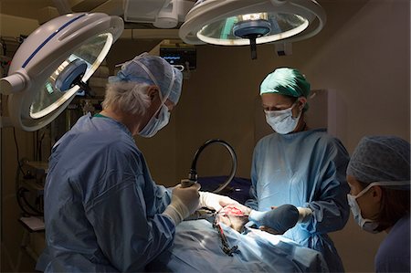 Surgeons at work in veterinary operating theater Stock Photo - Premium Royalty-Free, Code: 6113-06626527