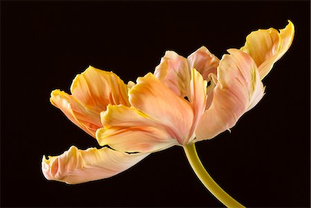 flower on black background - Close up of parrot tulip flower Stock Photo - Premium Royalty-Free, Code: 6113-06626674