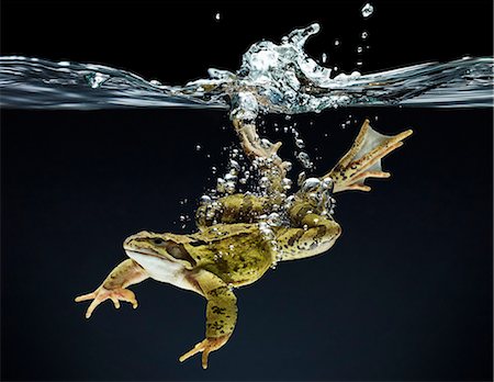 Frog swimming underwater Stock Photo - Premium Royalty-Free, Code: 6113-06626750