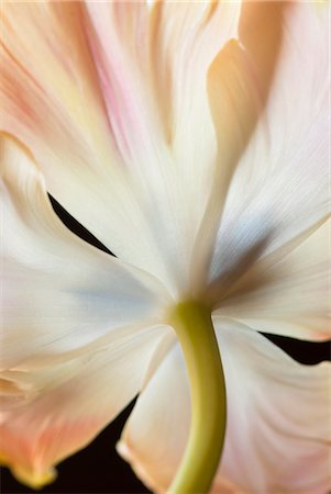 flower on black background - Close up of tulip stem Stock Photo - Premium Royalty-Free, Code: 6113-06626716