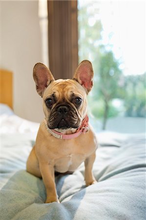 french bulldog - Dog sitting on bed Stock Photo - Premium Royalty-Free, Code: 6113-06720899