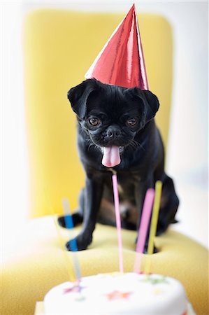 panting - Dog in party hat examining birthday cake Stock Photo - Premium Royalty-Free, Code: 6113-06720914