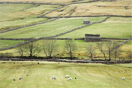 simsearch:6119-07451735,k - Sheep grazing in rural fields Foto de stock - Sin royalties Premium, Código: 6113-07160354