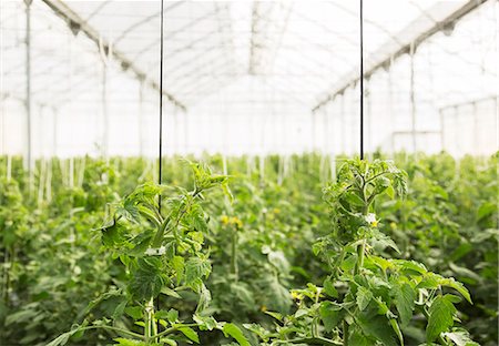 simsearch:6113-07589172,k - Tomato plants growing in greenhouse Stock Photo - Premium Royalty-Free, Code: 6113-07589144