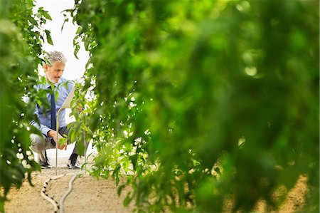 simsearch:6113-07589172,k - Botanist using digital tablet in greenhouse Stock Photo - Premium Royalty-Free, Code: 6113-07589138