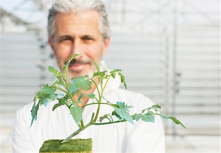 simsearch:6113-07589172,k - Portrait of confident botanist holding tomato plant in greenhouse Stock Photo - Premium Royalty-Free, Code: 6113-07589207