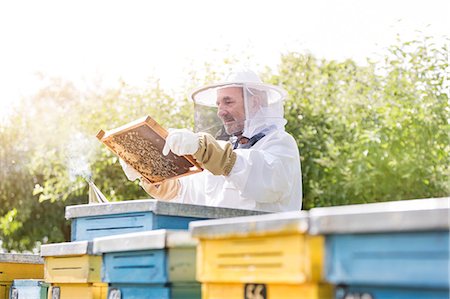 farm active - Beekeeper in protective suit examining bees on honeycomb Stock Photo - Premium Royalty-Free, Code: 6113-08220494