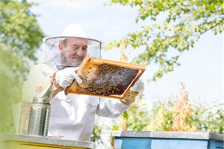 smoker (male) - Beekeeper in protective suit examining bees on honeycomb Stock Photo - Premium Royalty-Free, Code: 6113-08220525