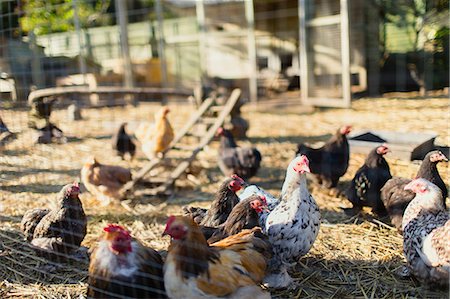 Free range chickens outside coop Stock Photo - Premium Royalty-Free, Code: 6113-08424272