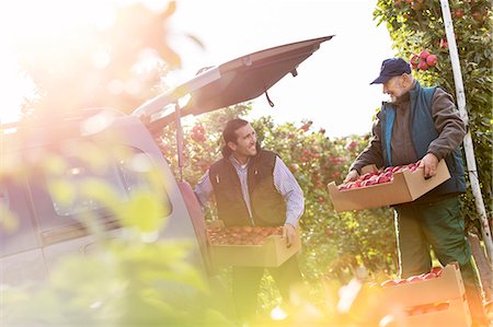 Male farmers loading apples into car in sunny orchard Photographie de stock - Premium Libres de Droits, Code: 6113-08805814